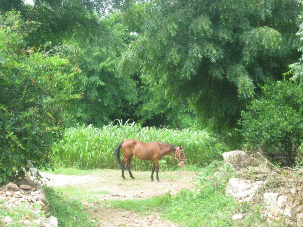 فيلا Krishna Ranch أُودايبور المظهر الخارجي الصورة