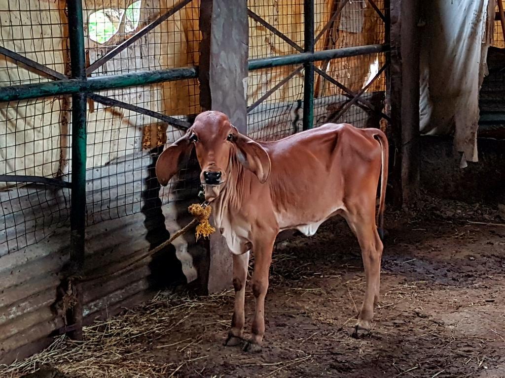 فيلا Krishna Ranch أُودايبور المظهر الخارجي الصورة